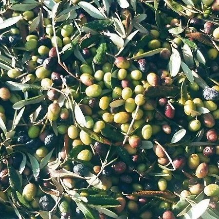 לינה וארוחת בוקר Il Pettirosso