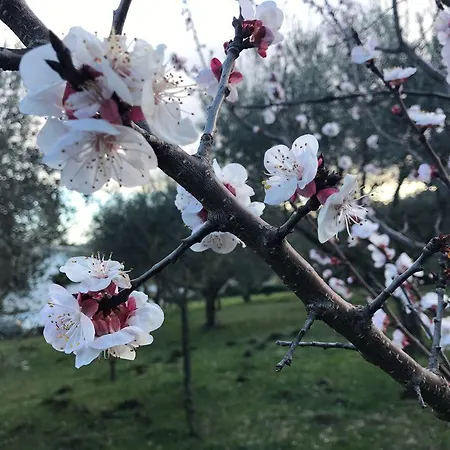 לינה וארוחת בוקר Il Pettirosso גרוטאפראטה